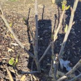 Johannisbeer 2026-03-17 15.50.